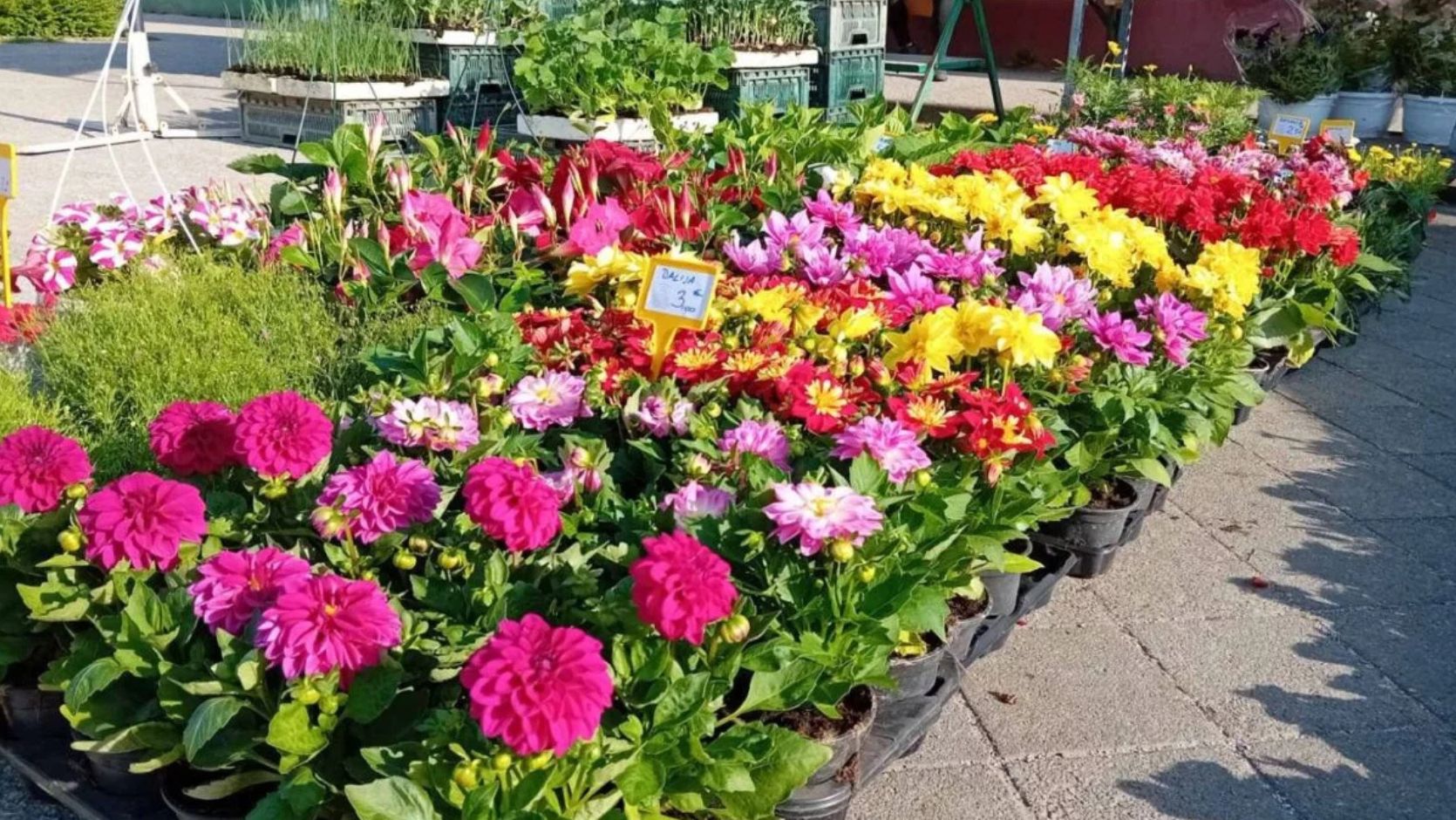 Sajam cvijeća u Nedelišću