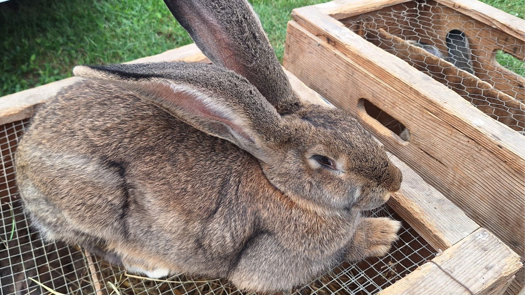 Sajam i izložba malih životinja